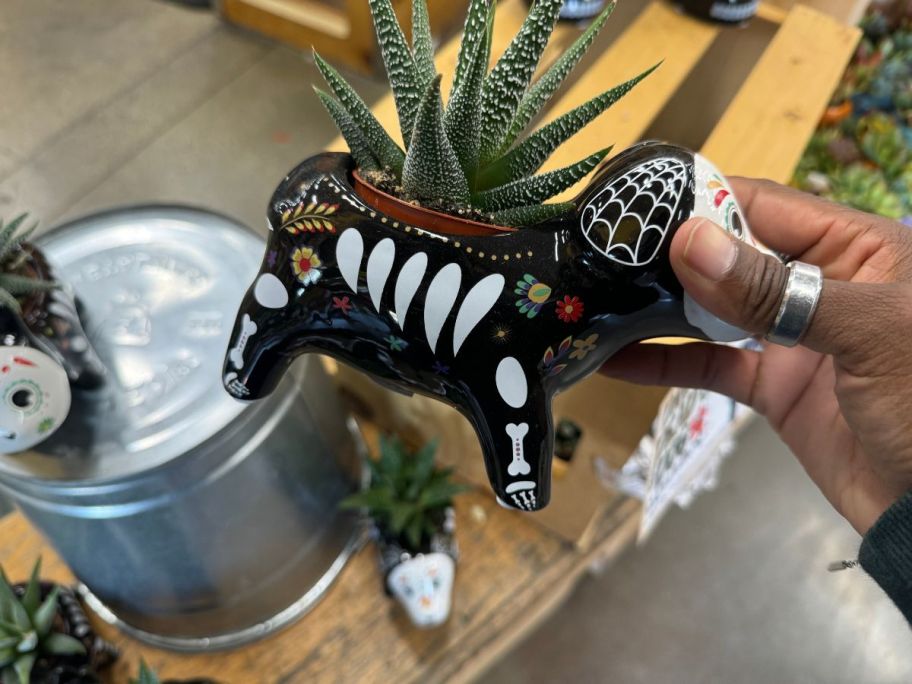 A Trader Joe's Day of the Dead Succulent inside a dog container