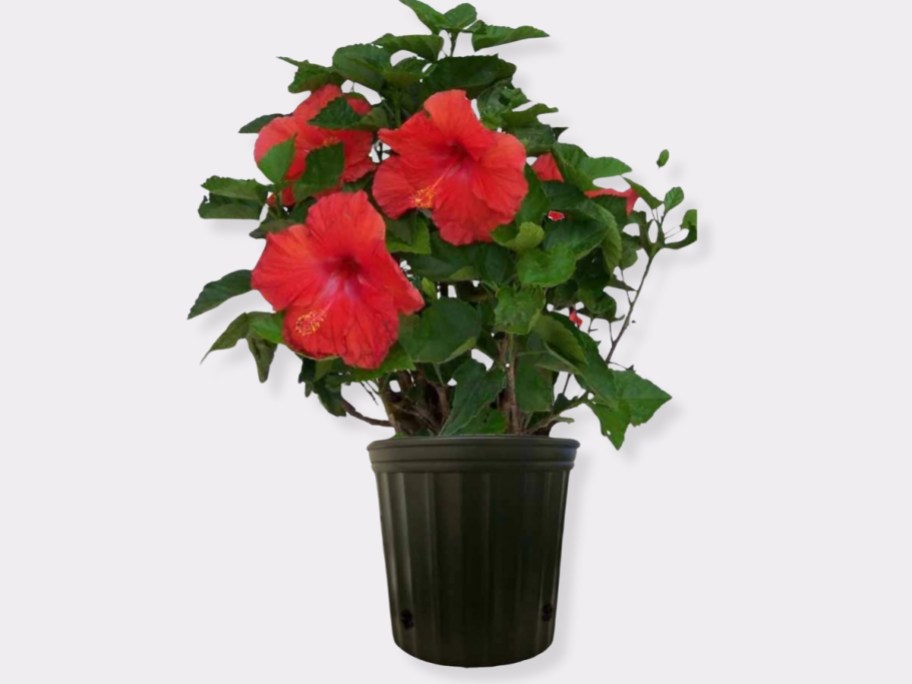 red hibiscus plant in black po