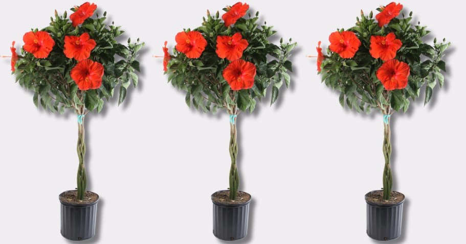 Costa Farms Hibiscus Plant in Pot Just $39.41 Shipped on Lowes.com | May Sell Out!