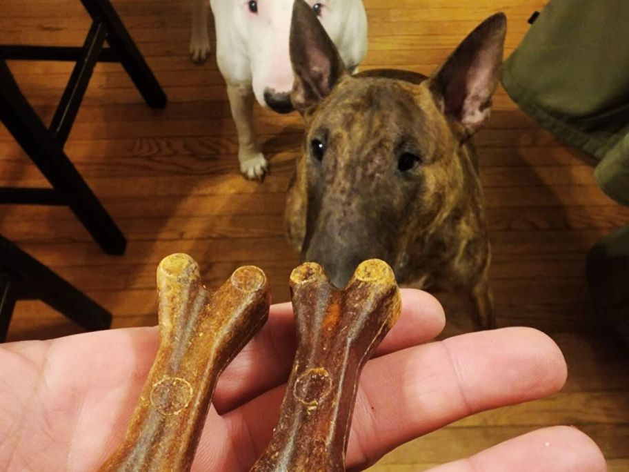 hand with 2 dog bones in front of 2 large dogs