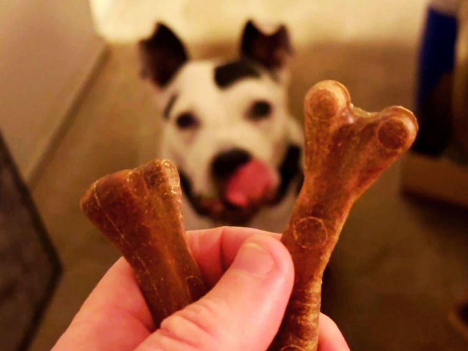 hand holding dog bone treats with dog looking at them
