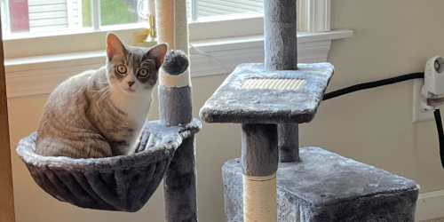 Multi-Level Cat Tree Only $31.99 Shipped on Amazon (Keep Cats Off Your Furniture!)