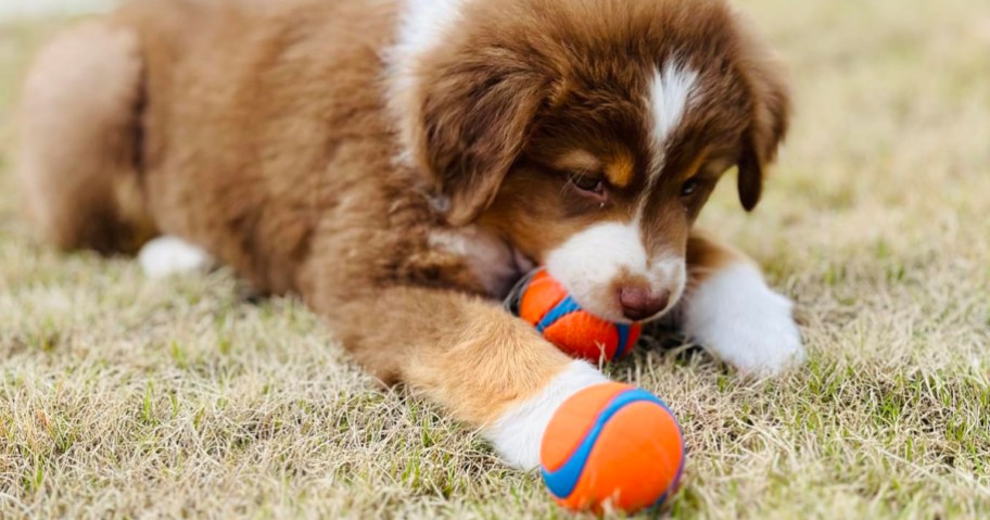 brown and white puppy playing with orange balls