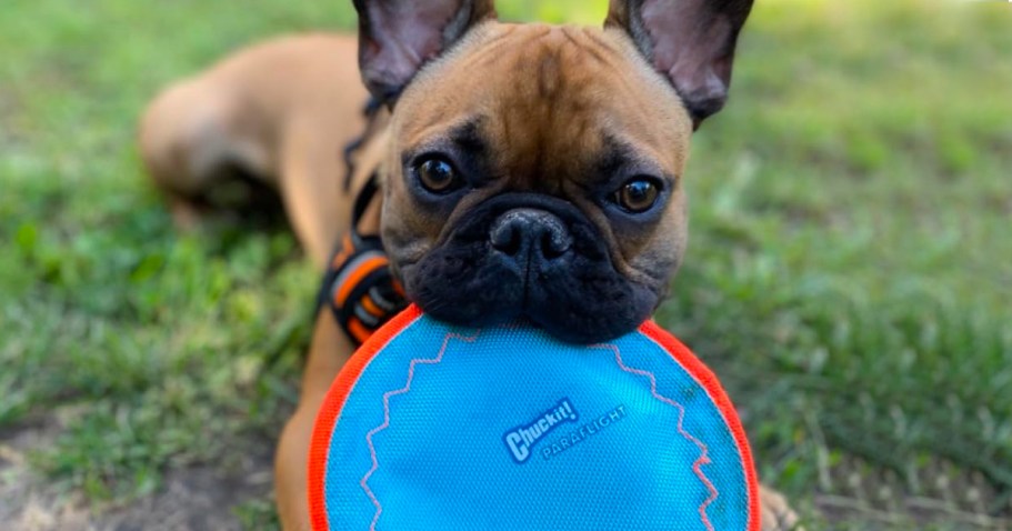 Up to 75% Off ChuckIt! Dog Toys on Amazon | Flying Disc Dog Toy Only $4 Shipped (Reg. $17)