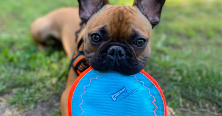 dog holding blue chuckit frisbee toy in its mouth