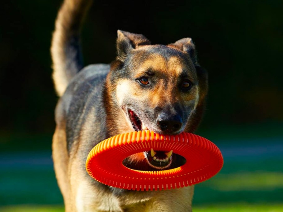 brown and black dog running with orange disc toy in its mouth