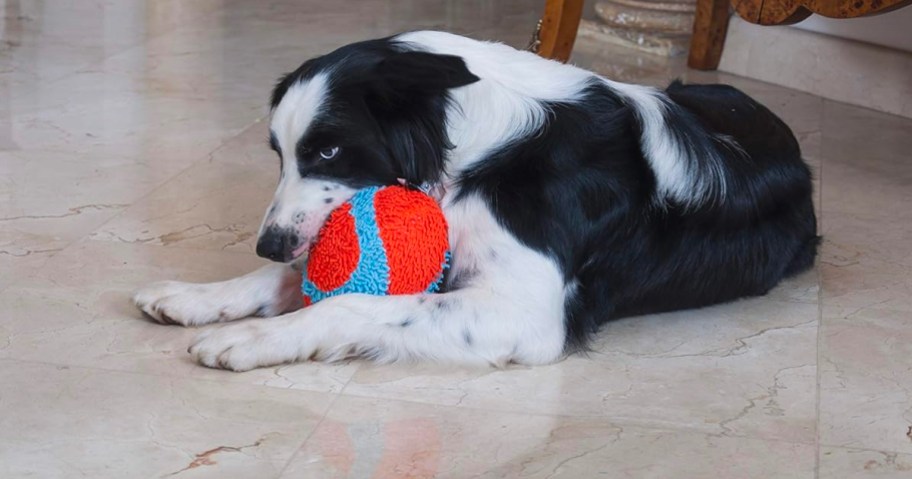 black and white dog playing with orange and blue football toy 