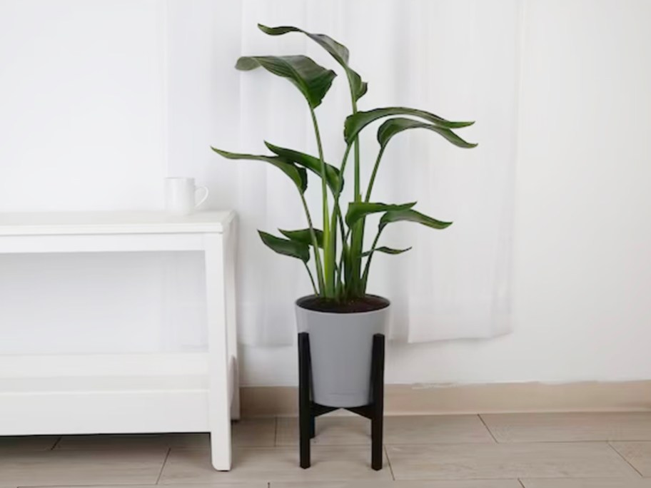 costa farms bird of paradise plant in gray pot and black stand next to white table