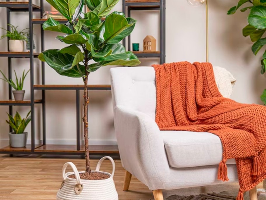 fiddle leaf plant in white pot next to white chair with orange blanket laying on it
