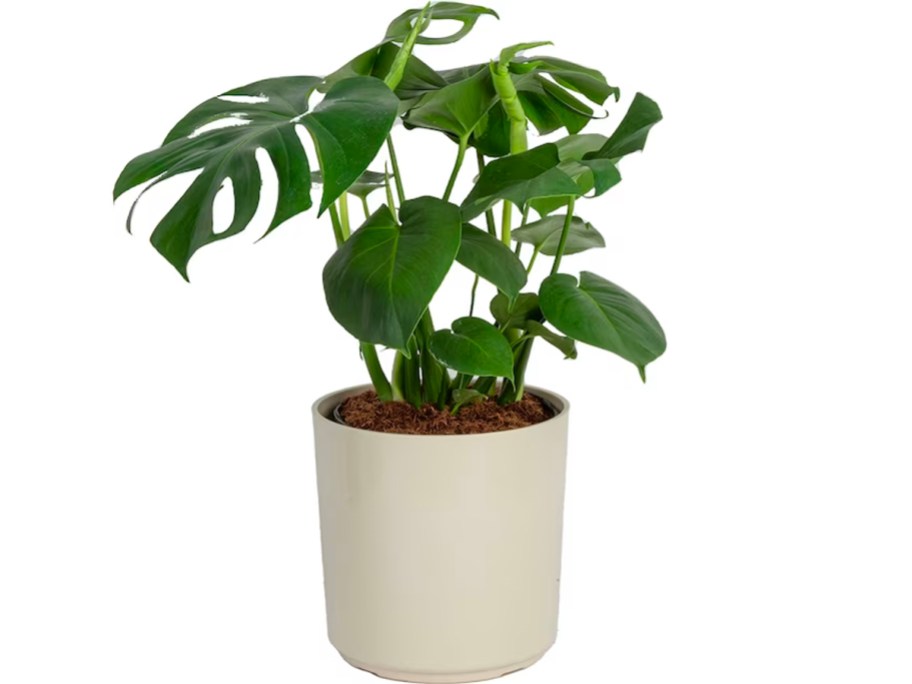 monstera house plant in white pot stock image