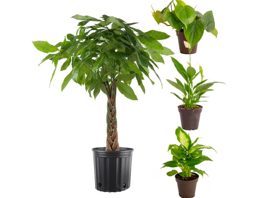 live money tree, and 3 house plants in black pots stock image