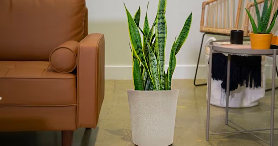 snake plant in white pot next to leather couch