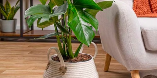 Up to 65% Off Costa Farms Live House Plants on Lowes.com | Monstera Plant Only $19.74!