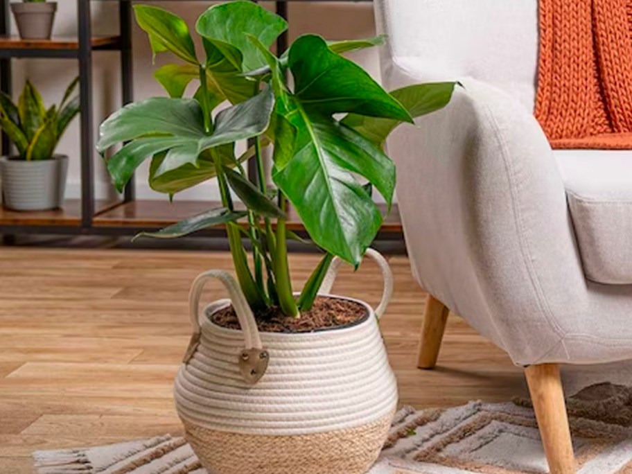 monstera plant in white pot next to white chair in living room