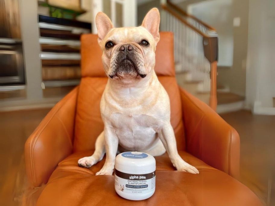 frenchie dog sitting in an orange chair with a jar of pet antibacterial wipes in front of him