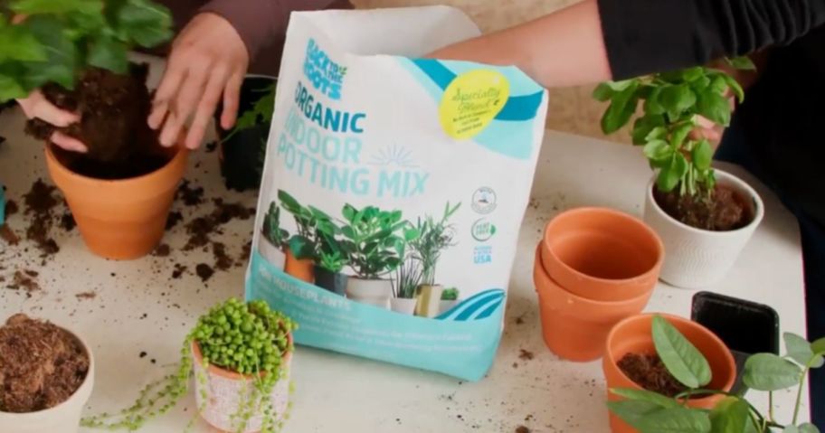 Two people planting in pots using Back to the Roots Organic