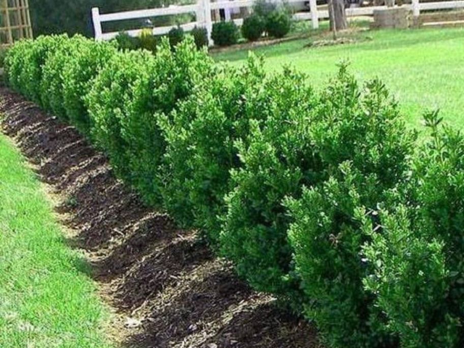 A line of boxwood shrubs in a yard
