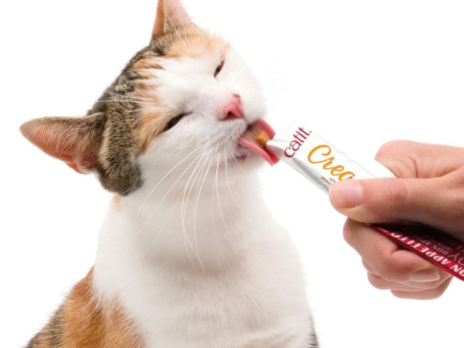 A cat eating a Catit Creamy Lickable Cat Treat