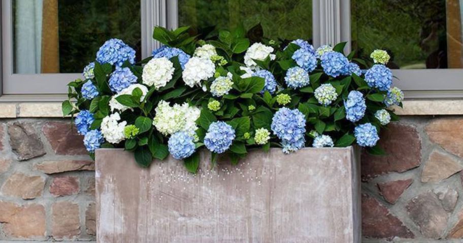 Blue and white hydrangeas in a cement planter