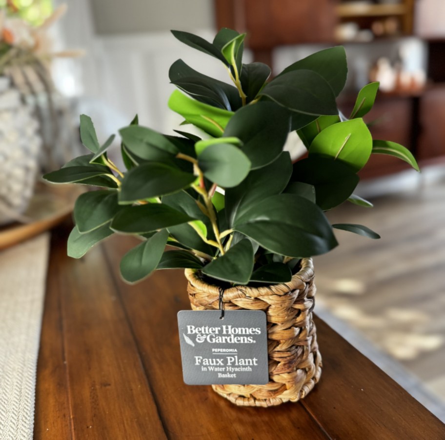 A peperomia plant from Walmart's faux plant section