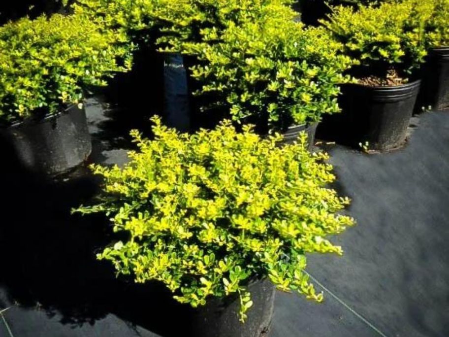 A Golden Helleri Japanese Holly shrub 