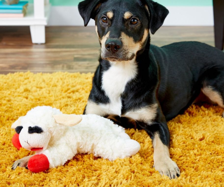 A dog with a Multipet Plush Dog Toy Lambchop