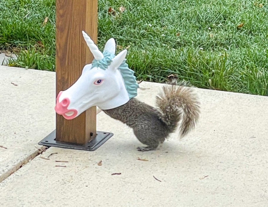 A squirrel eating out of a Unicorn Squirrel Feeder from Amazon