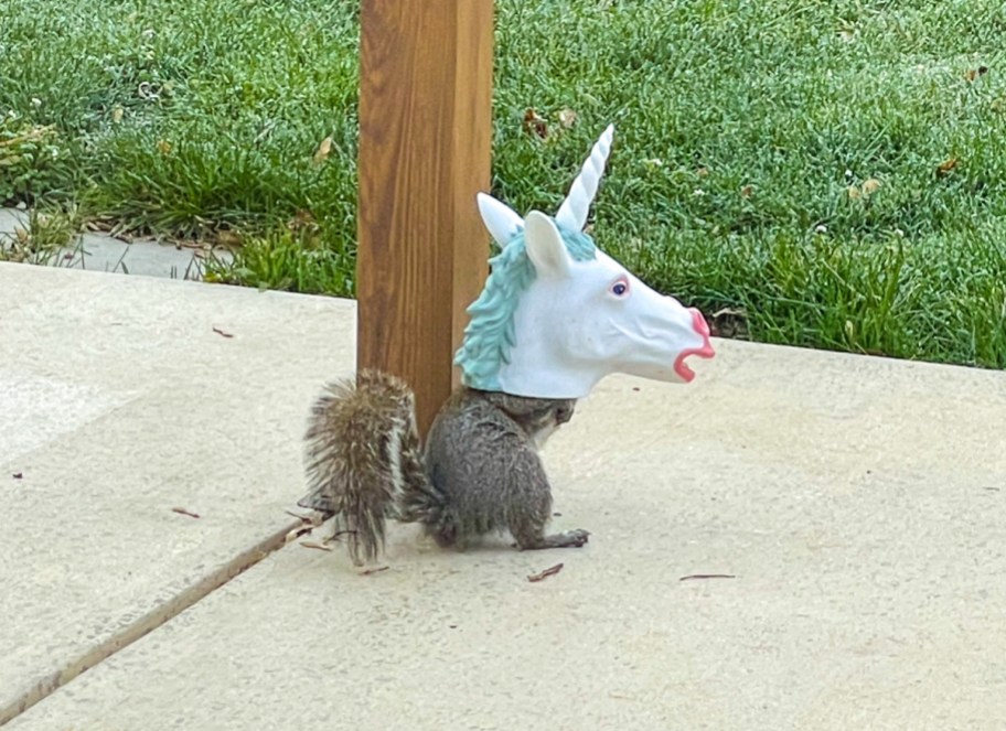 A squirrel wearing and eating from a Unicorn squirrel feeder 