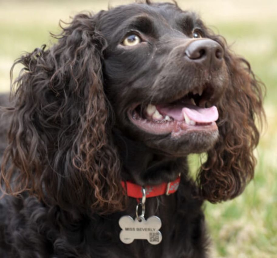 doggo wearing a fido alert tag.