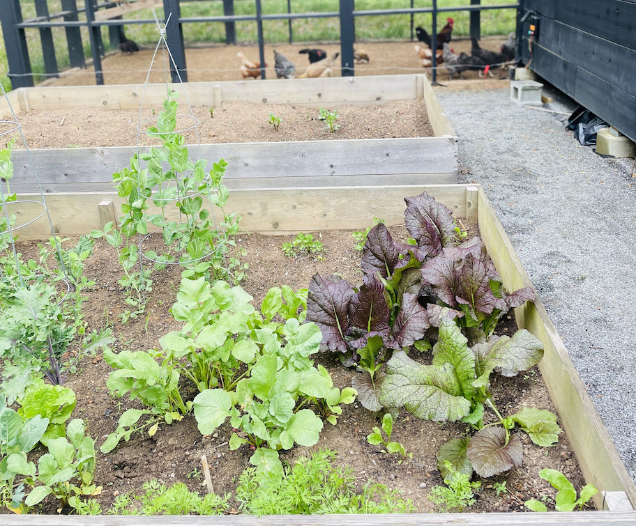 close up of raised garden bed with lettuce