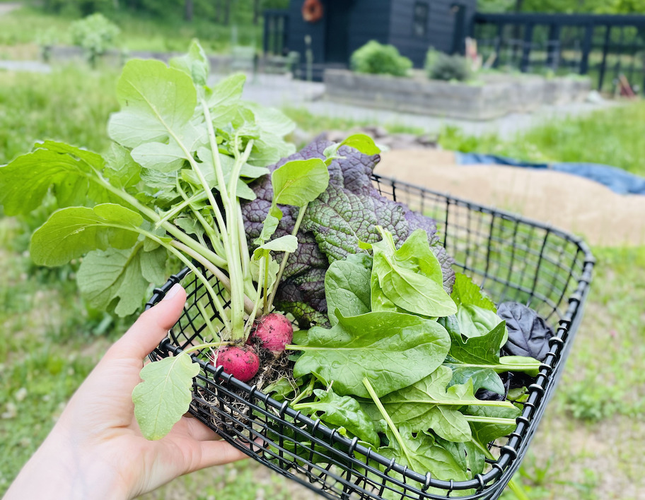 hand holding a black wire basket with fresh garden vegetables of lettuce and radishes inside