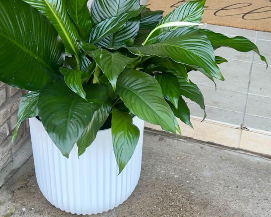 These Under $30 Better Homes & Gardens Fluted Planters Look Like Pottery Barn