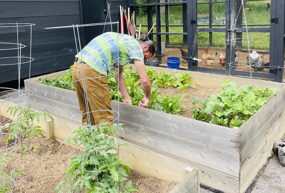 man tending to lettuce in raised garden bed