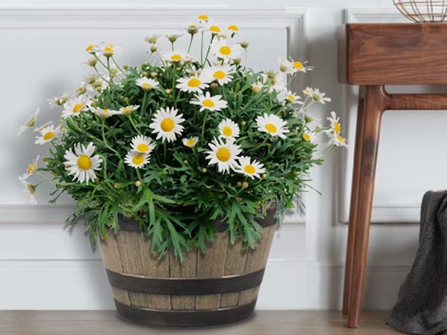 whisky barrel planter with white flowers in it