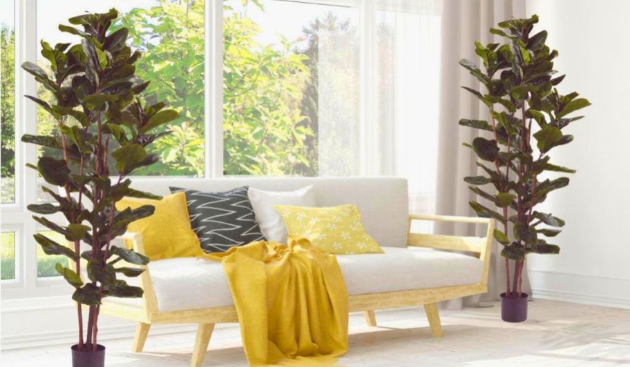 2 6foot fiddle leaf fig trees on either end of a white sofa in a sunny room