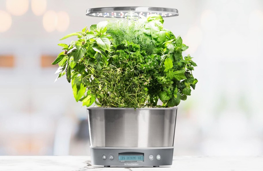 greens growing in an aerogarden system on kitchen counter