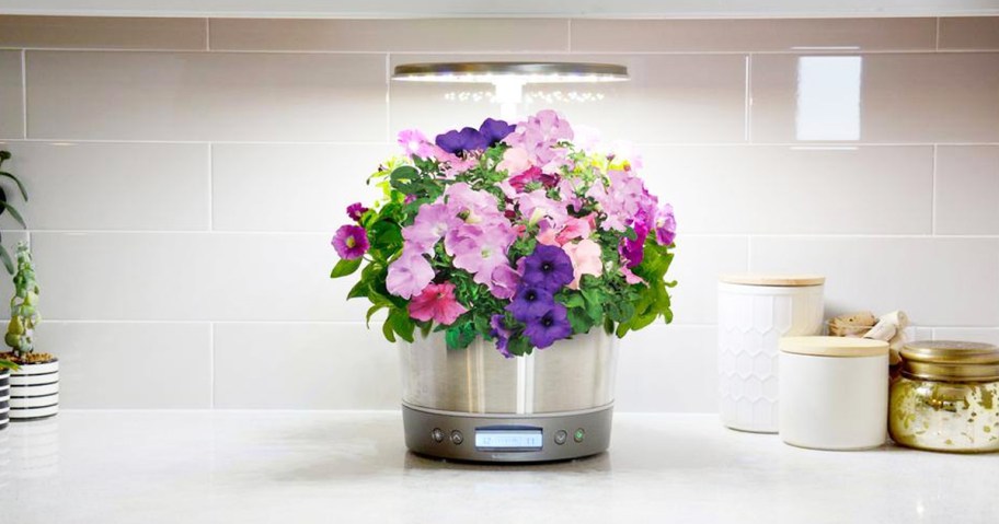pink and purple flowers growing in an aerogarden system on kitchen counter