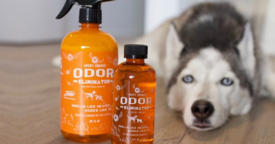 ngry Orange Pet Odor Eliminator and Angry Orange Carpet & Upholstery Cleaner bottles in front of husky 