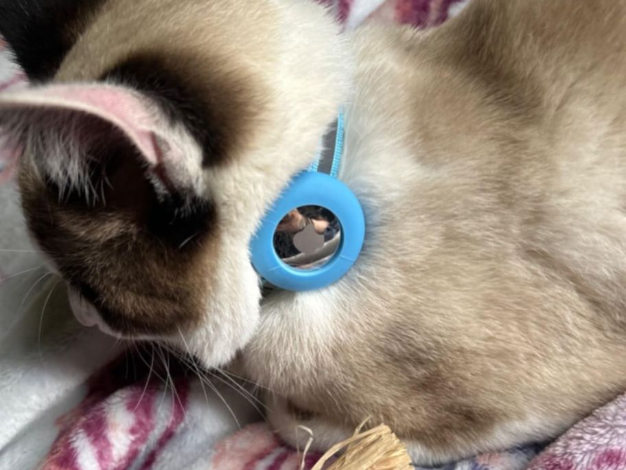 Cat wearing a Airtag Cat Collar Breakaway w/ Bell 