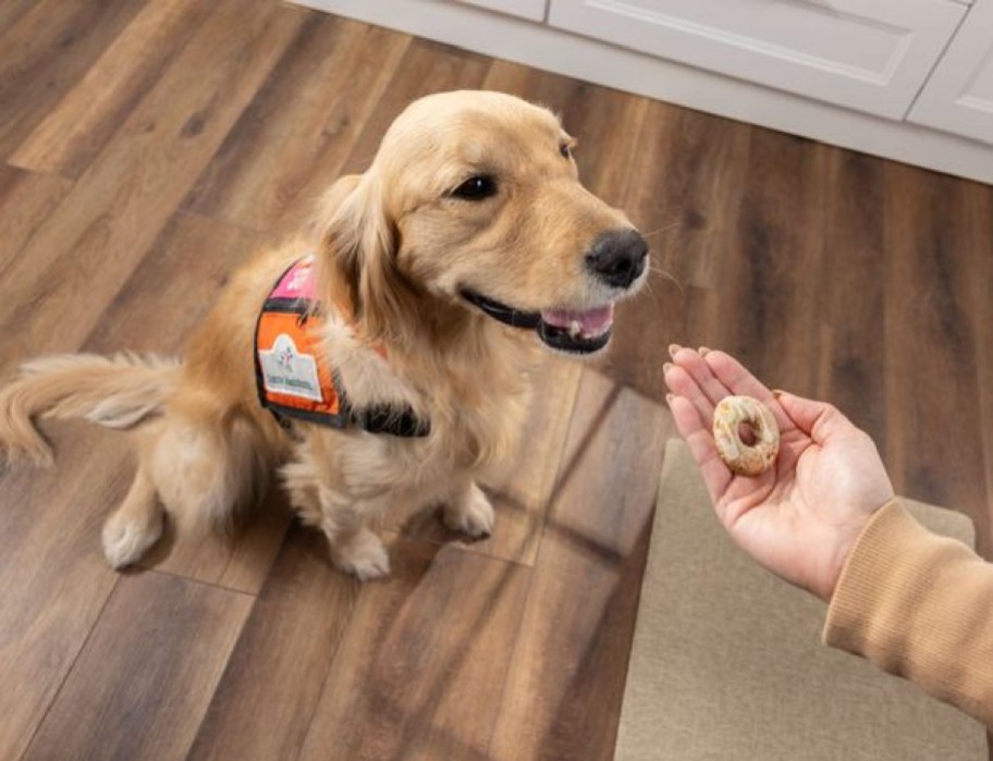 Hand giving a dog a Dunkin' Milk Bone treat