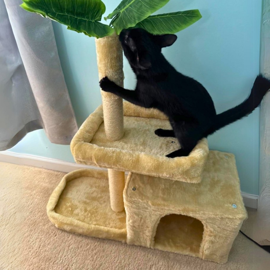 black cat playing on a tan cat tree activity tower condo