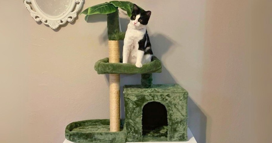 black and white cat sitting on a green and tan cat tree activity tower condo
