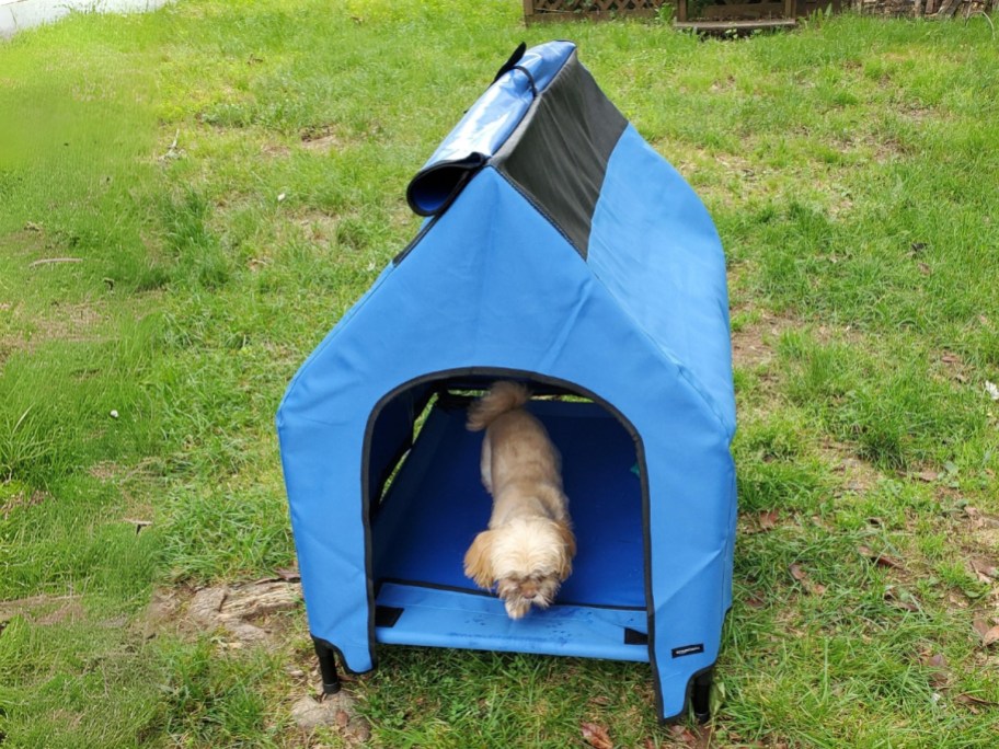 small dog in a blue pet kennel