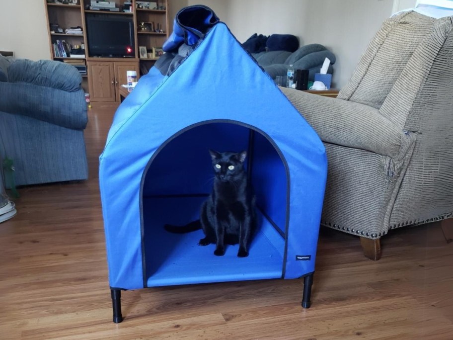 black cat sitting in a blue pet kennel in a living room