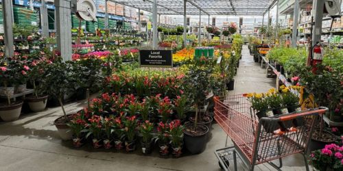 Ends Tonight: Home Depot Spring Black Friday Sale ($4 Perennials, 25¢ Pavers, + More!)