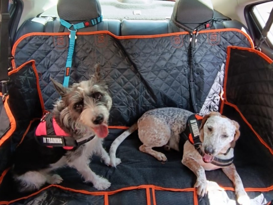 2 dogs in a car's backseat sitting on pet blankets wearing dog car seatbelt leashes and vests