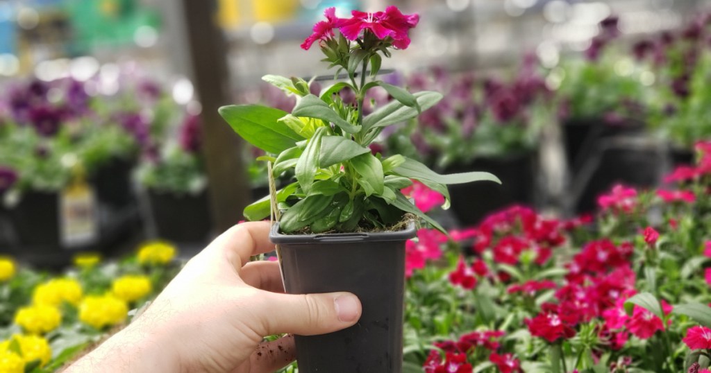 person holding up annual plant outside Lowe's with a pink flower