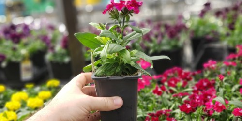 FREE Lowe’s Flowering Plant for Mother’s Day (Register NOW – Limited Quantities)