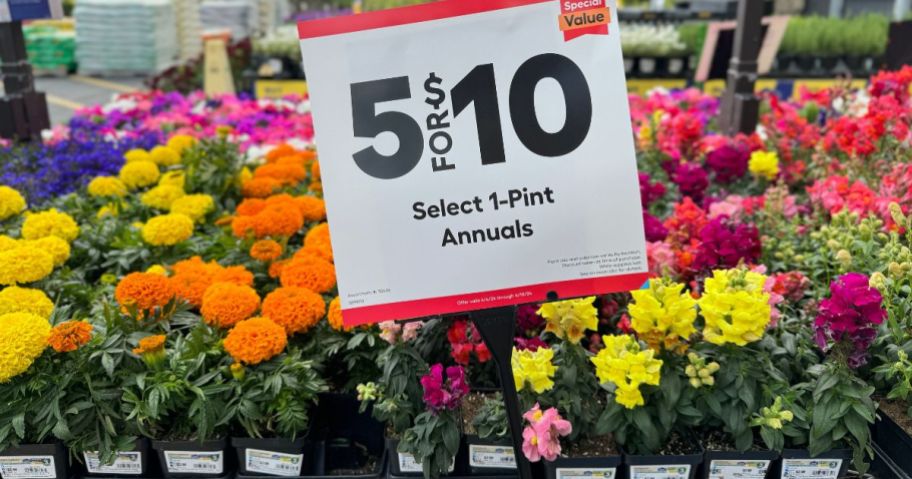 Lowe's Spring FEST 5 for $10 1-Pint Annuals