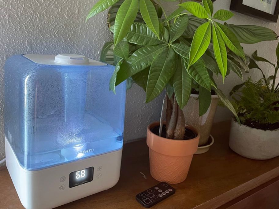 A Morento Humidifier next to indoor house plants
